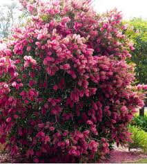 Callistemon Taree Pink (Taree Pink Bottlebrush)