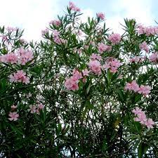 Nerium Oleander (Single Pink Oleander)