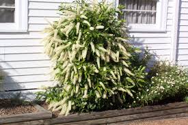 Callistemon Wilderness White (Wilderness White Bottlebrush)