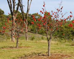 Brachychiton Bidwillii (Bidwill’s Kurrajong)