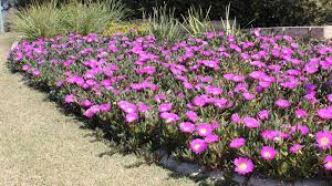 Carpobrotus Rossii (Pink Carpobrotus)