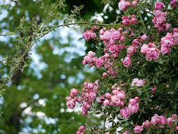 Rose Pink Cascade (Pink Cascade Climbing Rose)