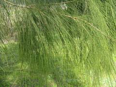 Casuarina Verticillata (Drooping She Oak)