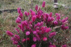 Callistemon 'Purple Cloud' (Purple Cloud Bottlebrush)