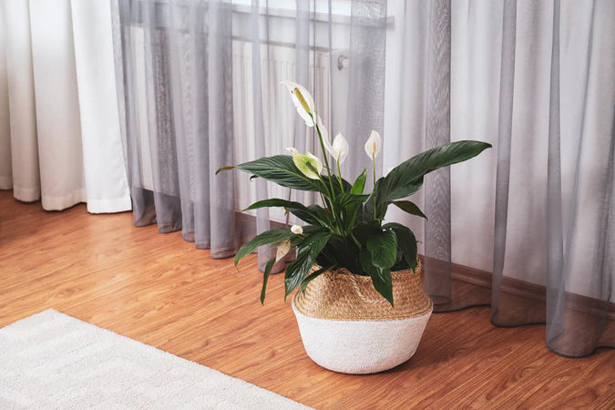 Spathiphyllum Peace Lily