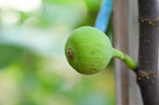 Ficus Carica (White Genoa Fig)