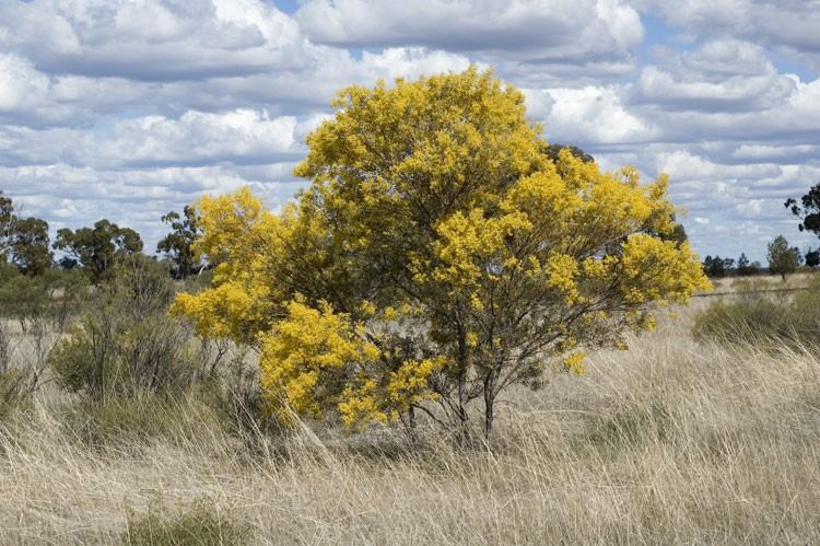 Acacia Decora (Showy Wattle)