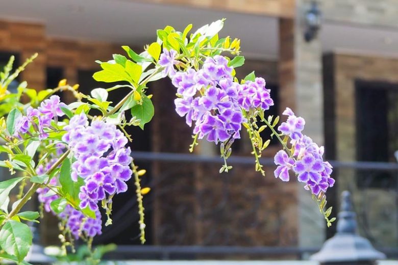 Duranta Repens (Duranta)