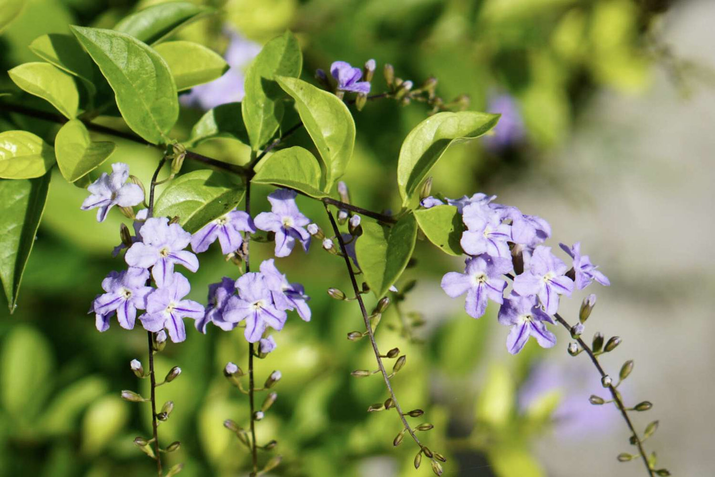 Duranta Erecta ‘Sheena’s Gold’ (Golden Dewdrop)