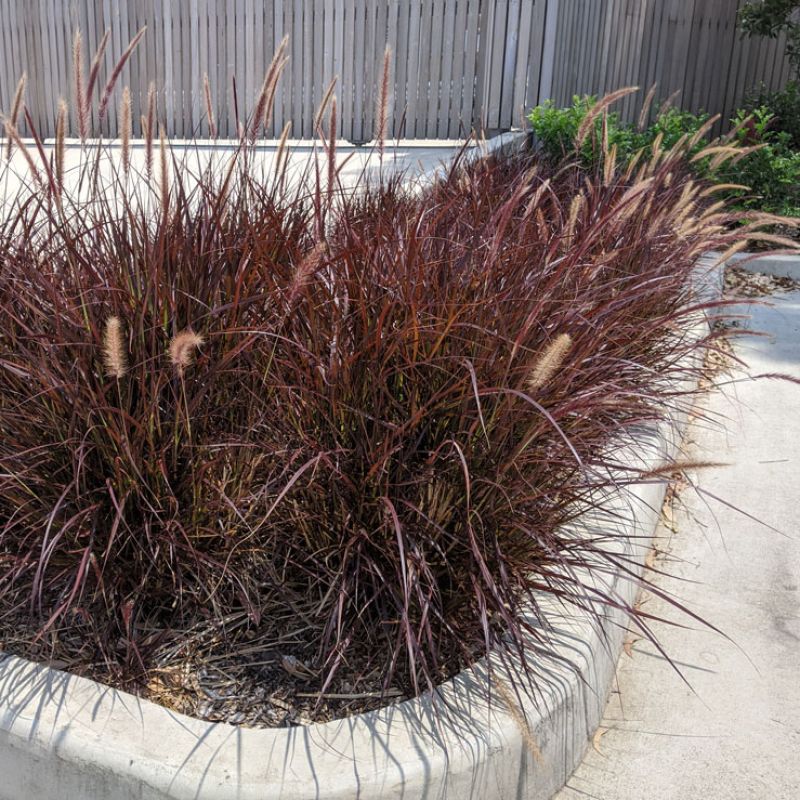 Pennisetum Advena Rubrum Dwarf (Dwarf Purple Fountain Grass)