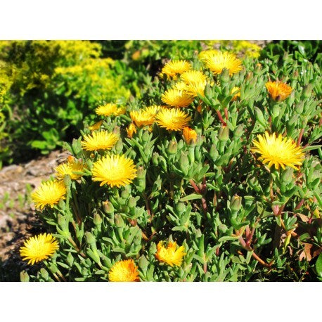 Mesembryanthemum crystallinum (Golden Sun)