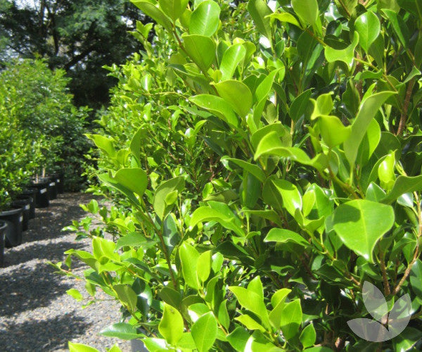 Ficus Microcarpa Hillii 'Flash'