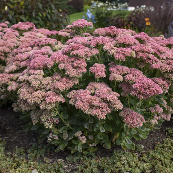 Sedum Autumn Blush (Autumn Stonecrop)