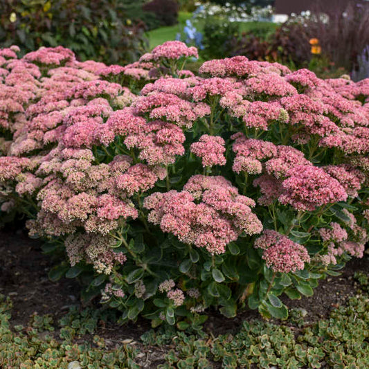 Sedum Autumn Blush (Autumn Stonecrop)