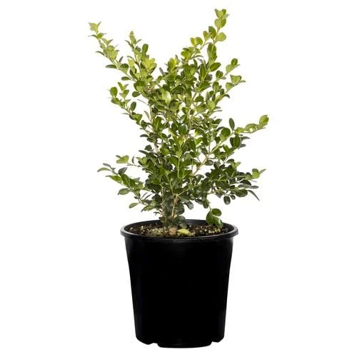 Buxus Microphylla (Japanese Box)