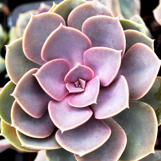 Echeveria Perle von Nürnberg (Perle von Nürnberg Echeveria)