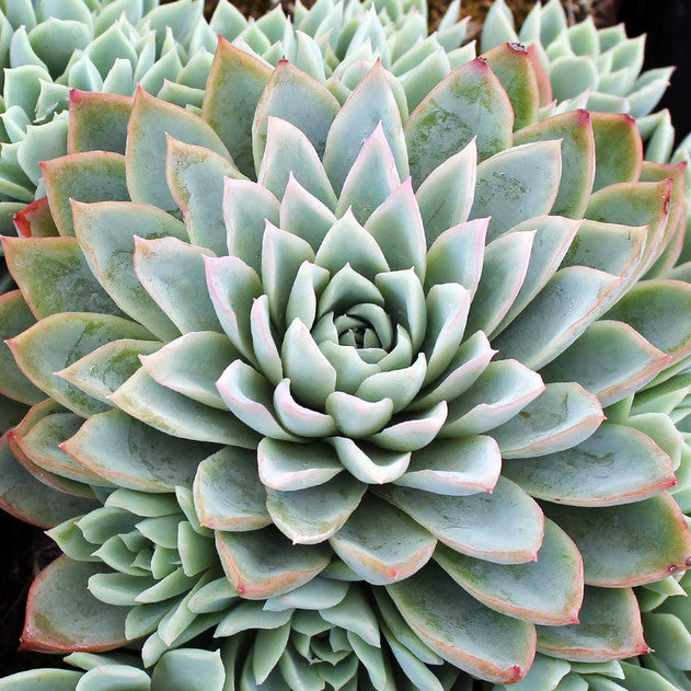 Echeveria Violet Queen (Violet Queen)