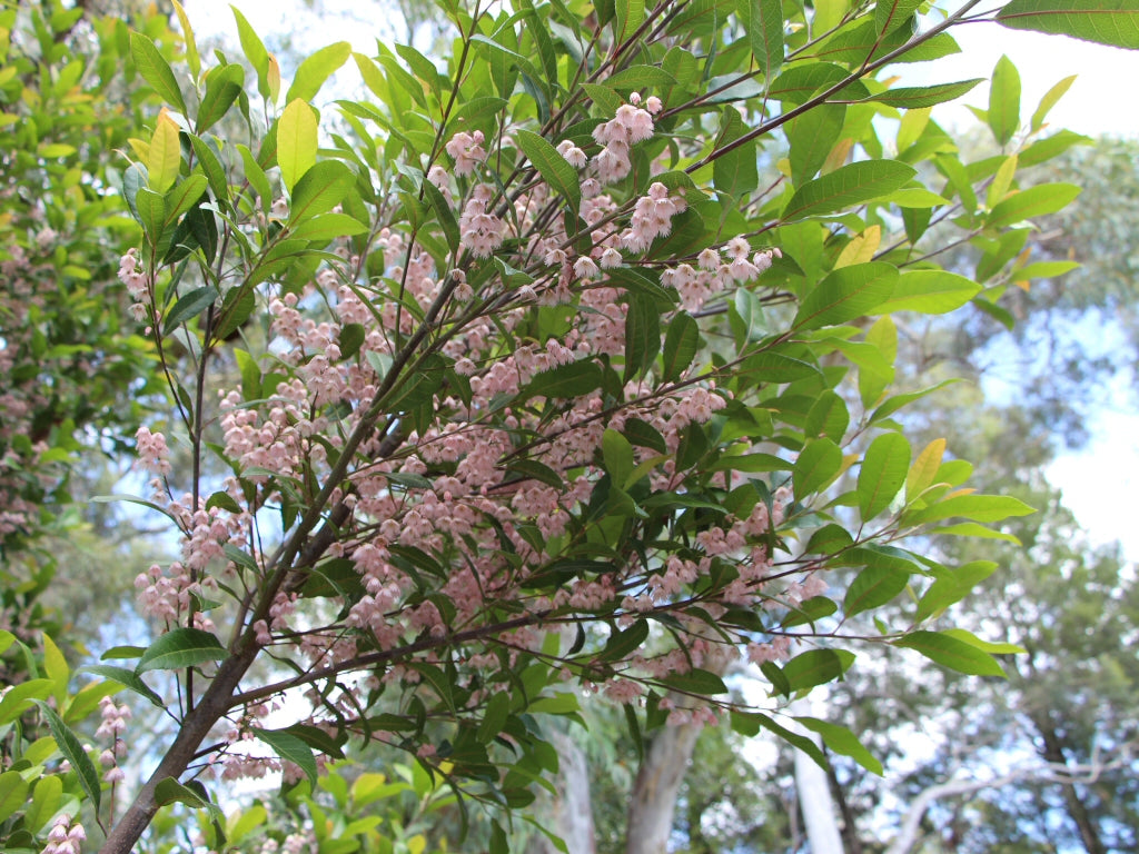 Elaeocarpus reticulatus Prima Donna (Blueberry Ash Prima Donna)