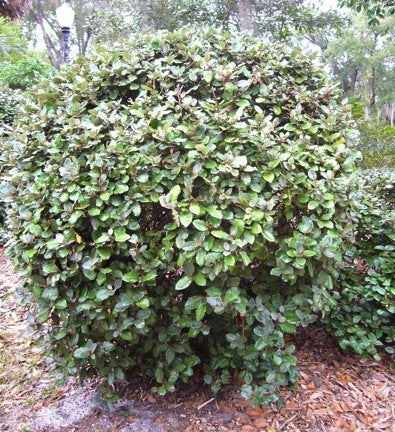 Elaeagnus Macrophylla (Large-Leaved Oleaster)