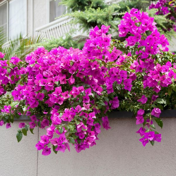 Bougainvillea Glabra (Elizabeth)