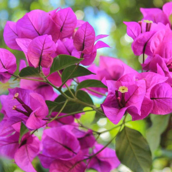 Bougainvillea Glabra (Elizabeth)