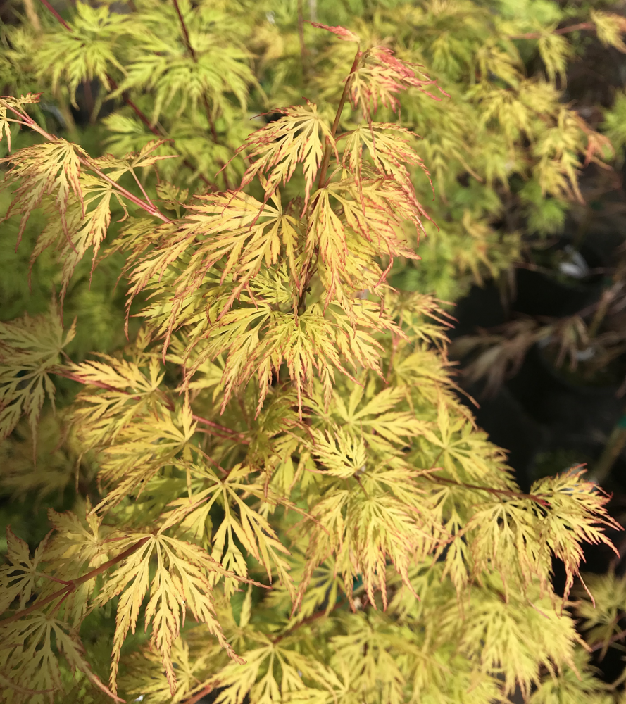 Acer Palmatum Dissectum 'Emerald Lace' (Emerald Lace Japanese Maple)