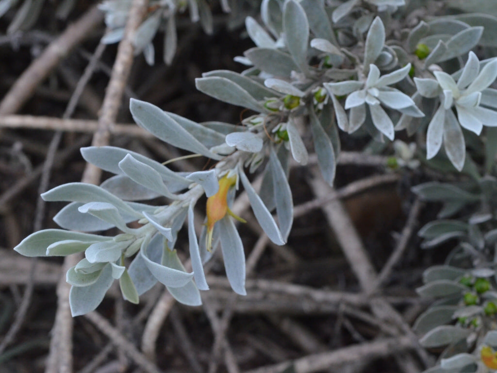 Eremophila Glabra Kalbarri Carpet (Kalbarri Carpet)