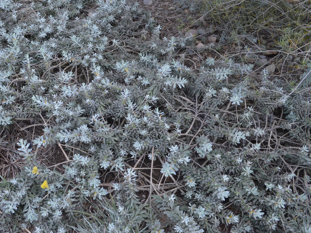 Eremophila Glabra Kalbarri Carpet (Kalbarri Carpet)