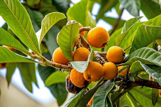 Eriobotrya Japonica (Loquat Seedling)