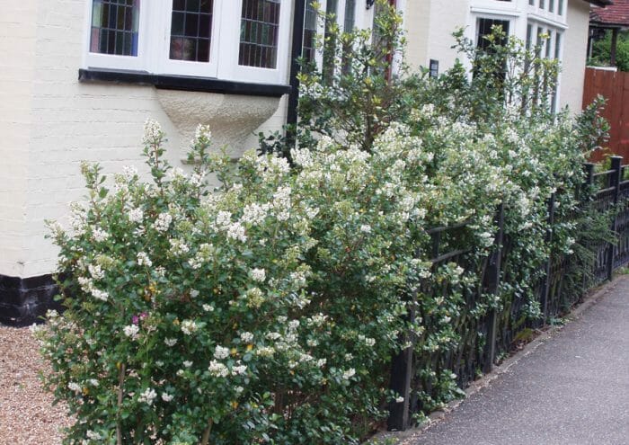 Escallonia iveyii (Ivory Escallonia)