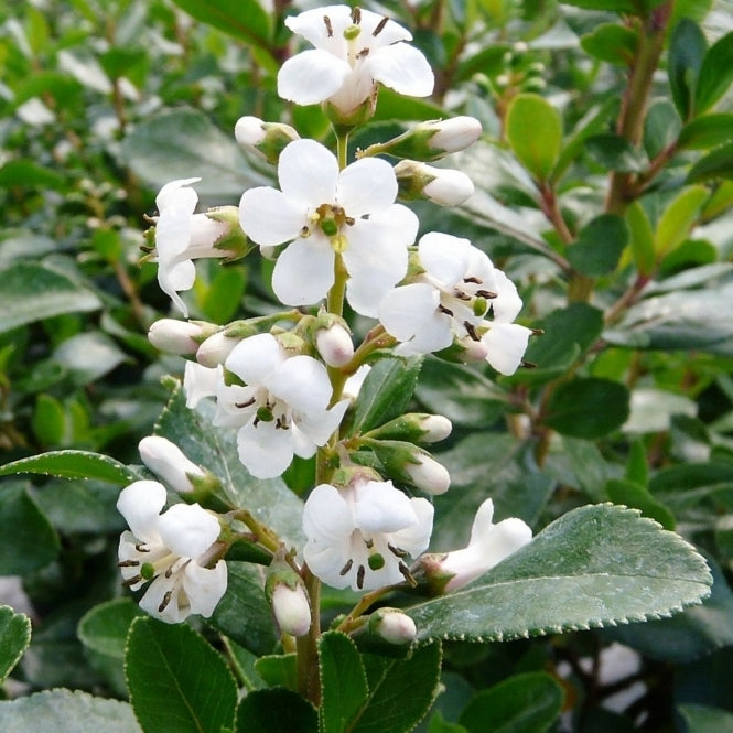 Escallonia iveyii (Ivory Escallonia)