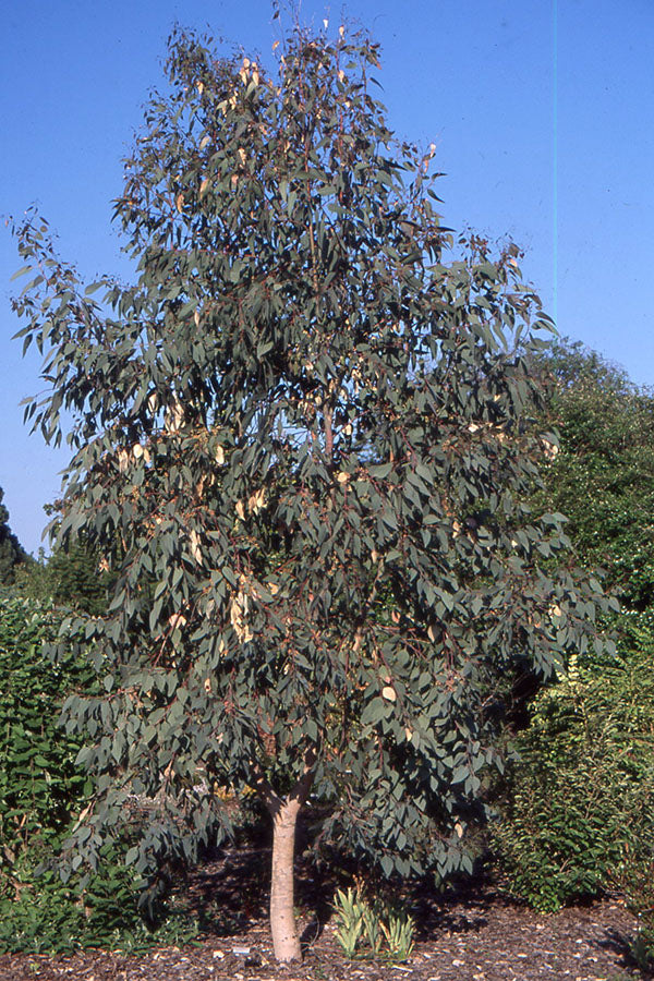 Eucalyptus Blakelyi (Blakely's Red Gum)