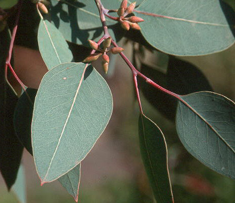 Eucalyptus Blakelyi (Blakely's Red Gum)