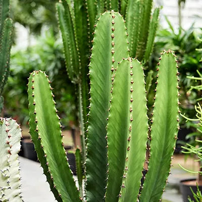 Euphorbia Cowboy (Cowboy Spurge)