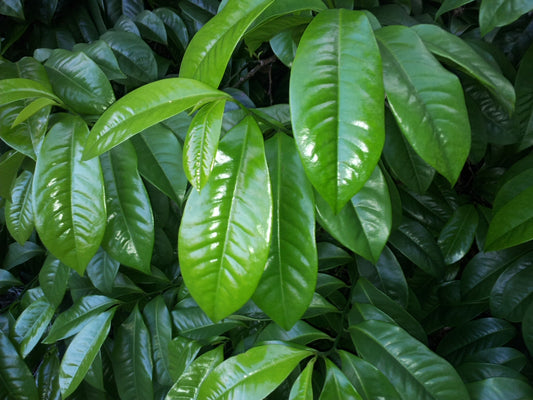 Eupomatia Laurina (Bolwarra - Native Guava)