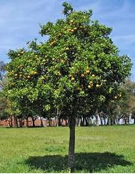 Citrus Limon (Lemon Tree Eureka)