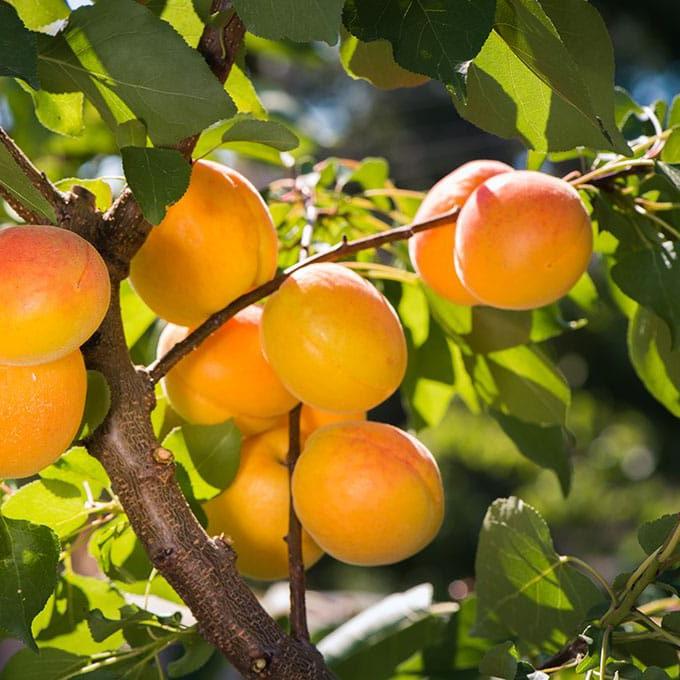 Prunus Armeniaca (Apricot Bulida)