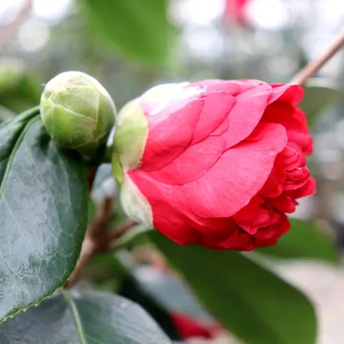 Camellia Japonica 'Volcano'