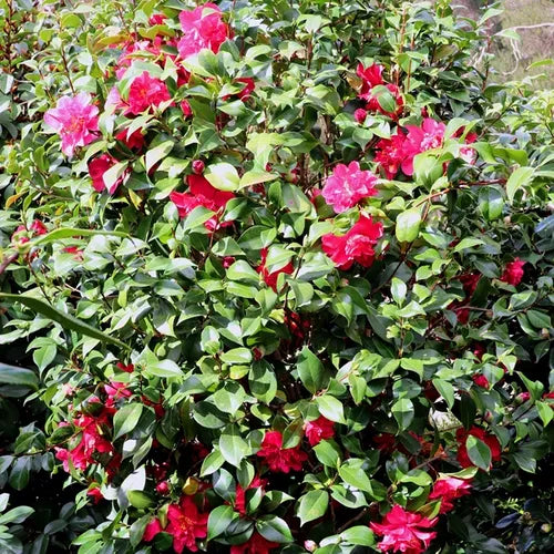 Camellia Japonica 'Volcano'