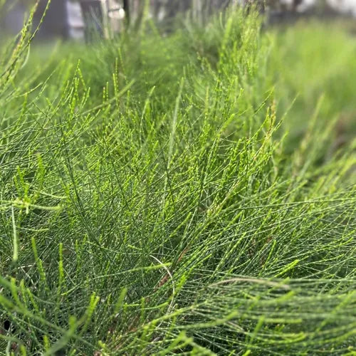 Casuarina glauca Greenwave (Greenwave She-Oak)