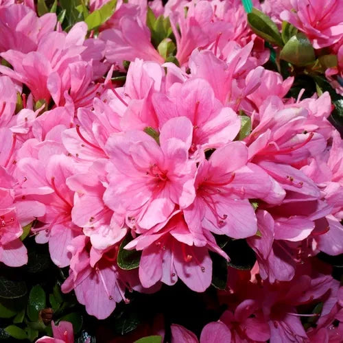 Rhododendron Kirin (Azalea Kirin)