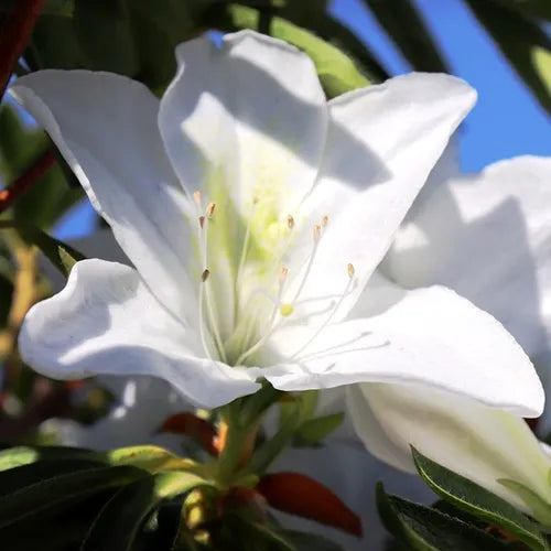 Rhododendron Alba Magna (Azalea Alba Magna)