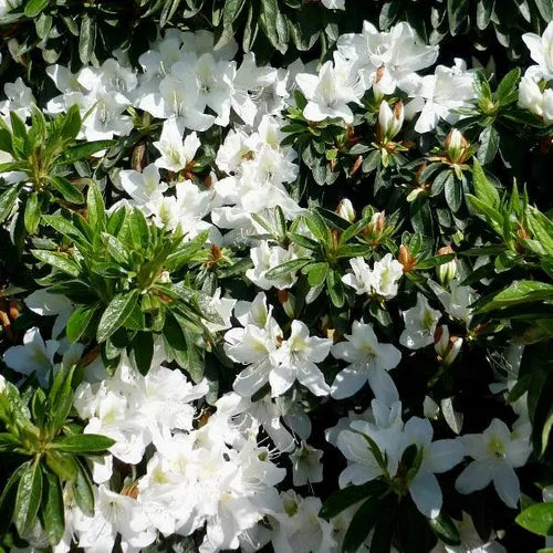 Rhododendron Alba Magna (Azalea Alba Magna)