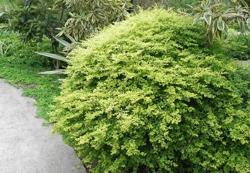 Ligustrum 'Lemon Lime and Clippers'