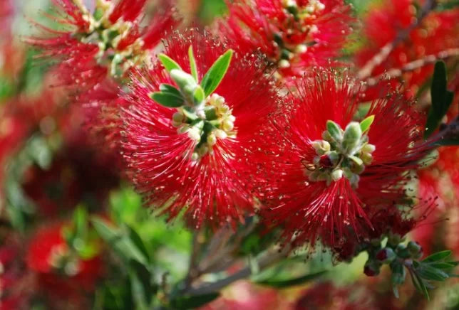 Callistemon 'Mark McKillop' (Mark McKillop Bottlebrush)