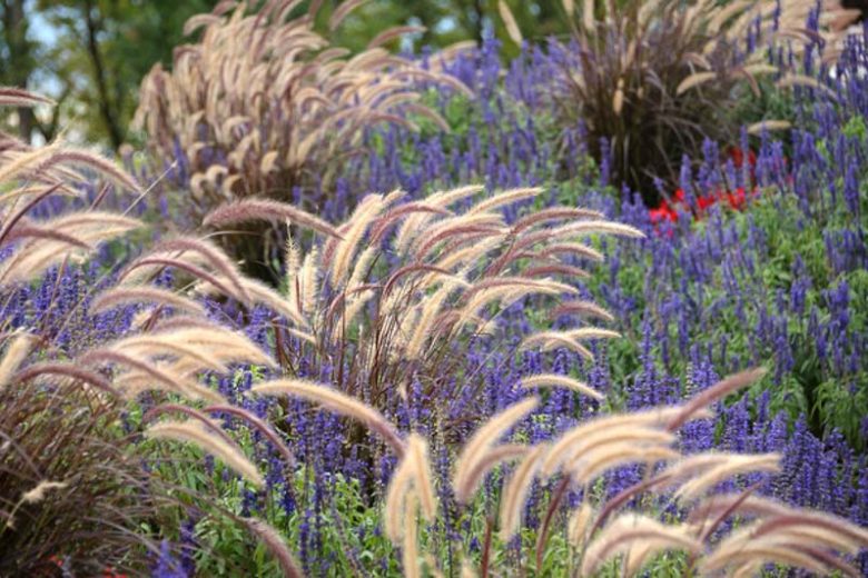 Pennisetum advena (Rubrum)