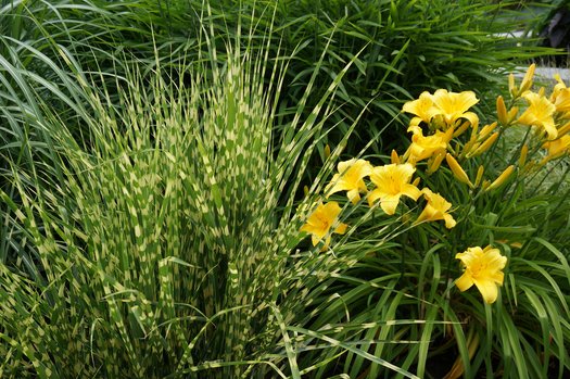 Miscanthus Sinensis ‘Gold Bar’ (Gold Bar Maiden Grass)