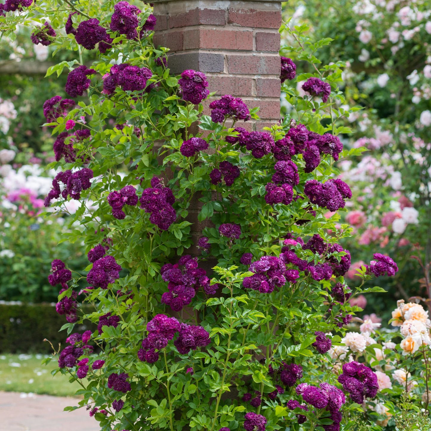 Rose Vietchenblau (Purple Climbing Rose)