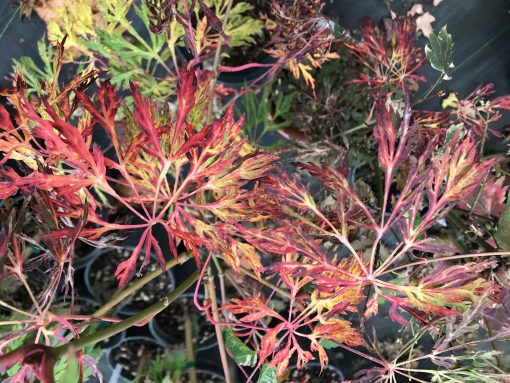 Acer japonicum 'Fairy Lights' (Fairy Lights Japanese Maple)