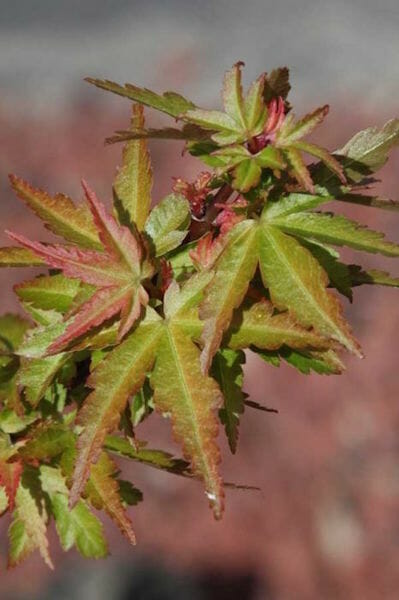 Acer palmatum 'Murasaki Kiyohime' (Murasaki Kiyohime Japanese Maple)